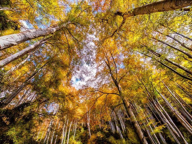 Los mejores hayedos en Otoño