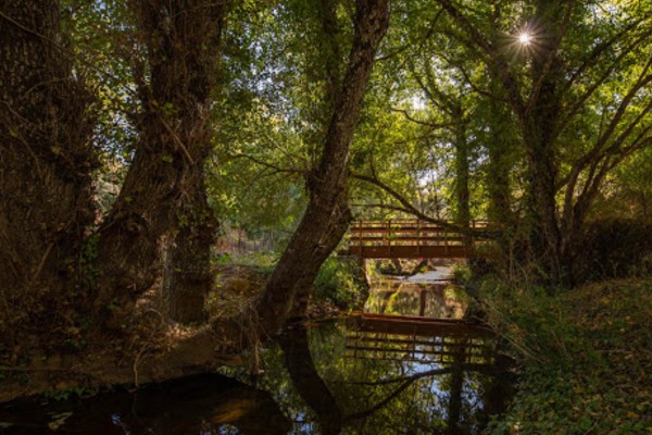El Bosque de las letras