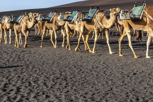 Qué hacer en Las Palmas- paseo en camellos