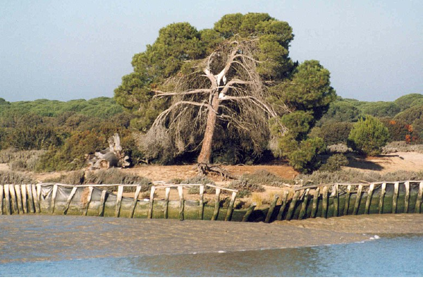 Que ver en Sevilla- Isla Mayor