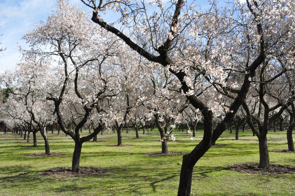 Aproveche y disfrute de una de las maravillas de la naturaleza: el almendro en flor