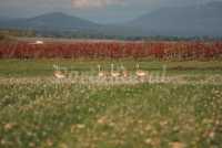 Avutardas en hotel rural albacete