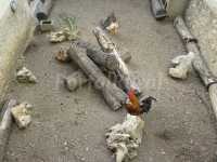 gallines