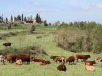 Foto 4 de Casa Rural Cal Panxeta