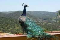 pavo real