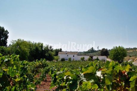 Finca Buytron
