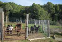 granja