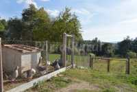 granja