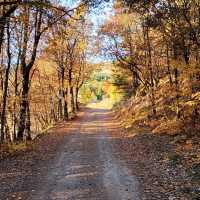 camino a la casa