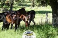 Foto 4 de Cortijo De Eustaquio