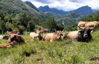 Vacas