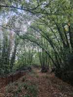 bosque de castaños
