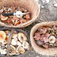 Bolets