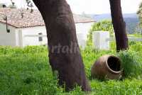 Foto 5 de Finca La Arborea