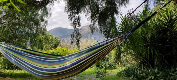 Los Olivos De Órgiva. 