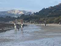 Caballos e la playa de Tarifa.
