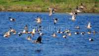 Aves del embalse